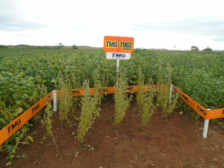 Produtores rurais do município marcam presença no 2º Dia de Campo Integração Lavoura e Pecuária - Fazenda Urutal